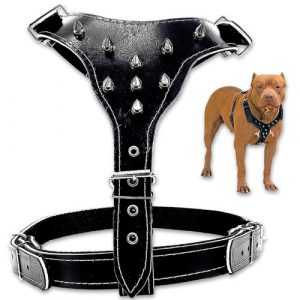 Peitoral de couro com cravos para pitbull rottweiler caes